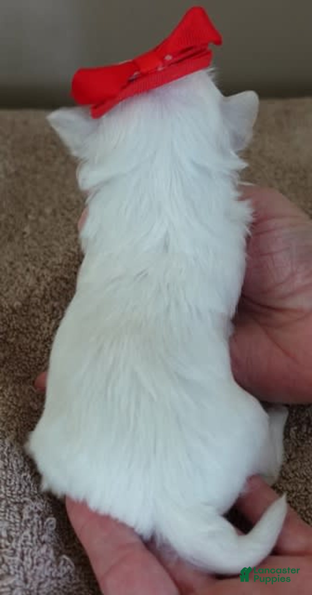 Maltipoo dogs for sale: Beans - Image 26