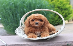 Miniature Poodle dogs for sale: Hazel - Image 5