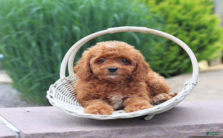 Miniature Poodle dogs for sale - Ad 1