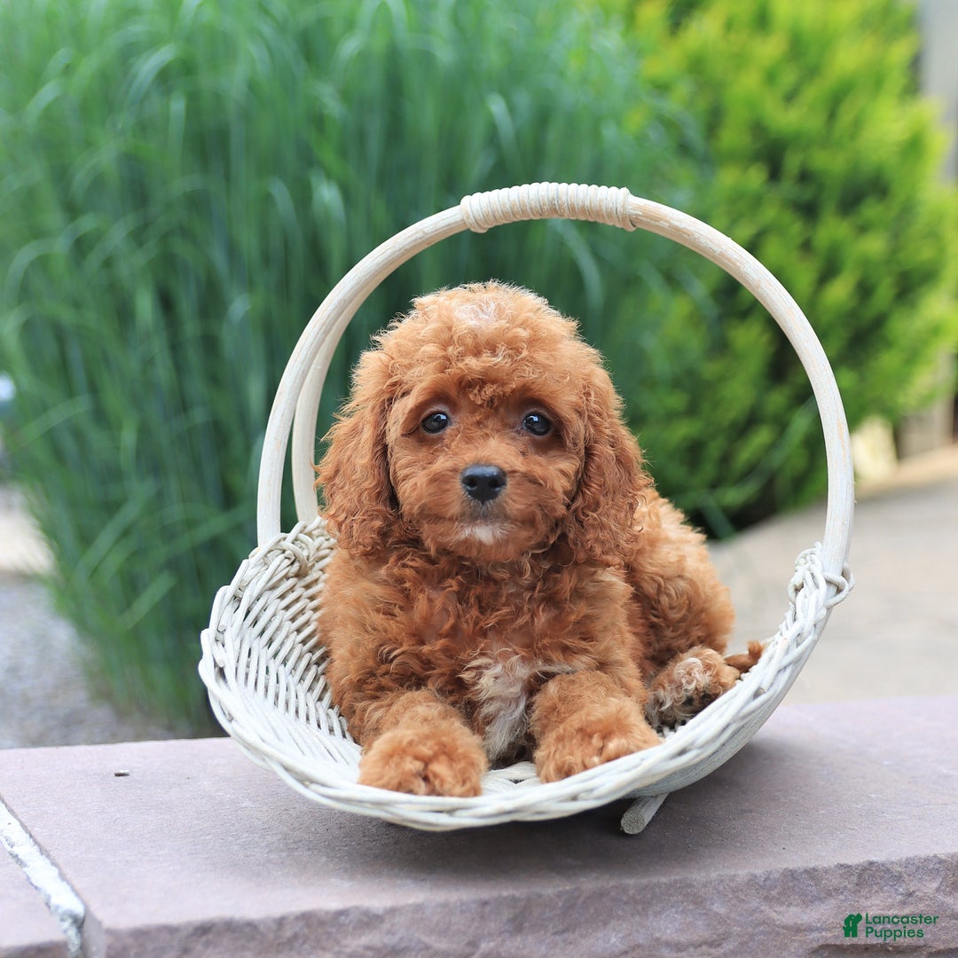 Miniature Poodle dogs for sale: Hazel - Image 5