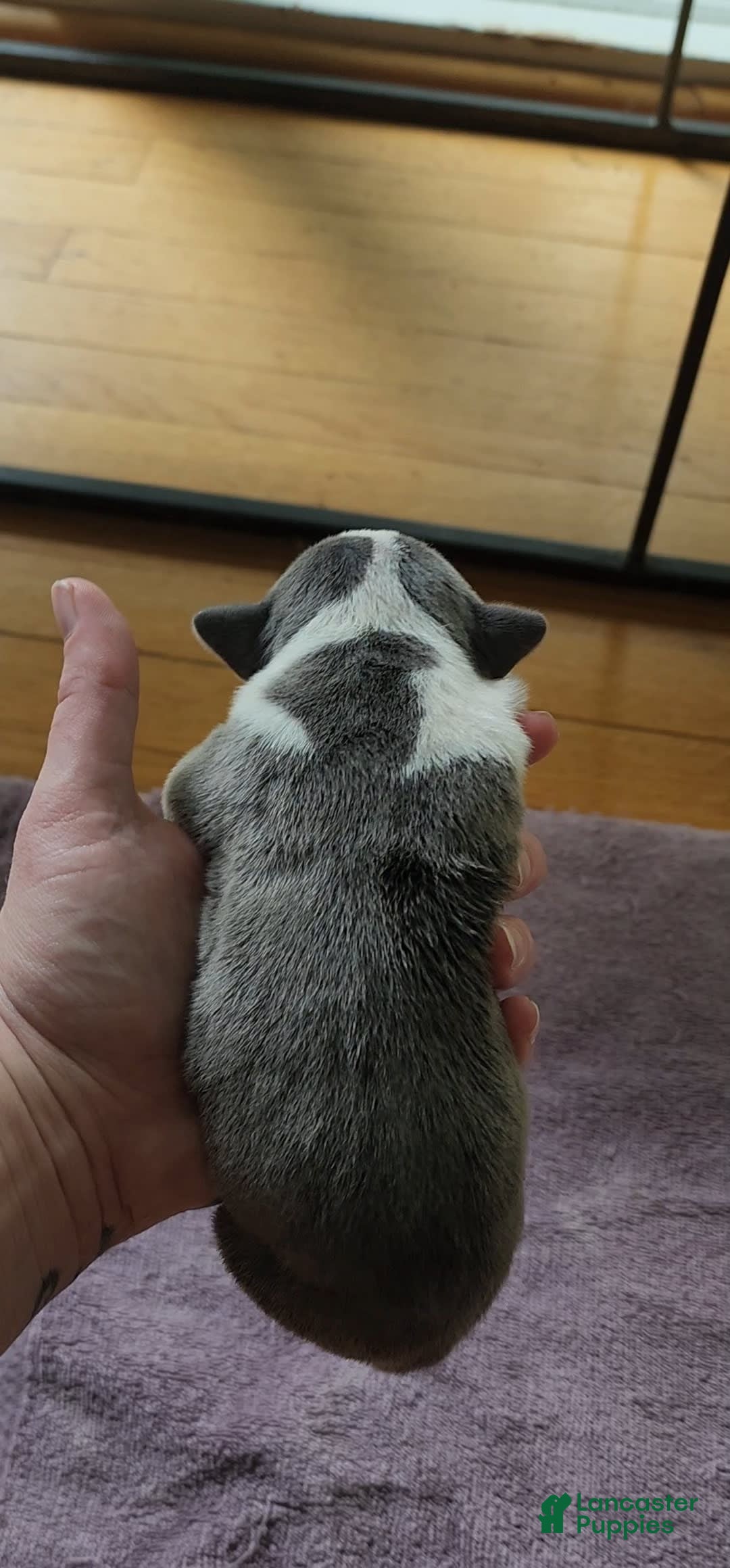 American Bully dogs for sale: Hazel - Image 1