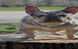 French Bulldog dogs for sale: Bumpy Johnson - Image 2