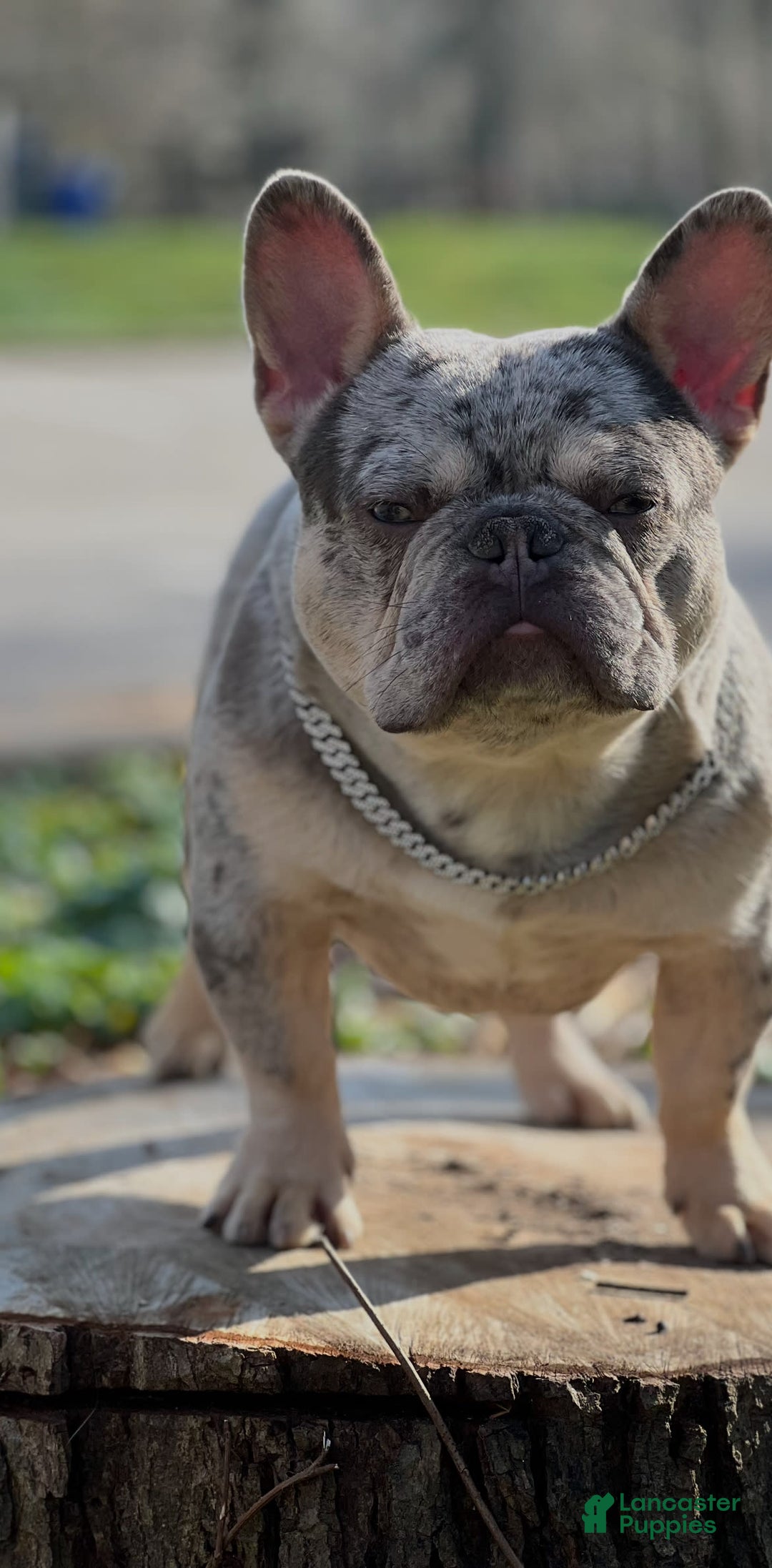 French Bulldog dogs for sale: Bumpy Johnson - Image 2