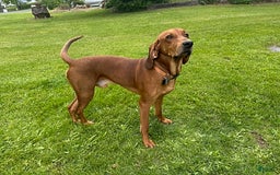 Redbone Coonhound dogs for sale: Lady - Image 3