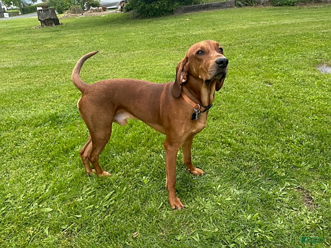 Redbone Coonhound dogs for sale: Lady - Image 3