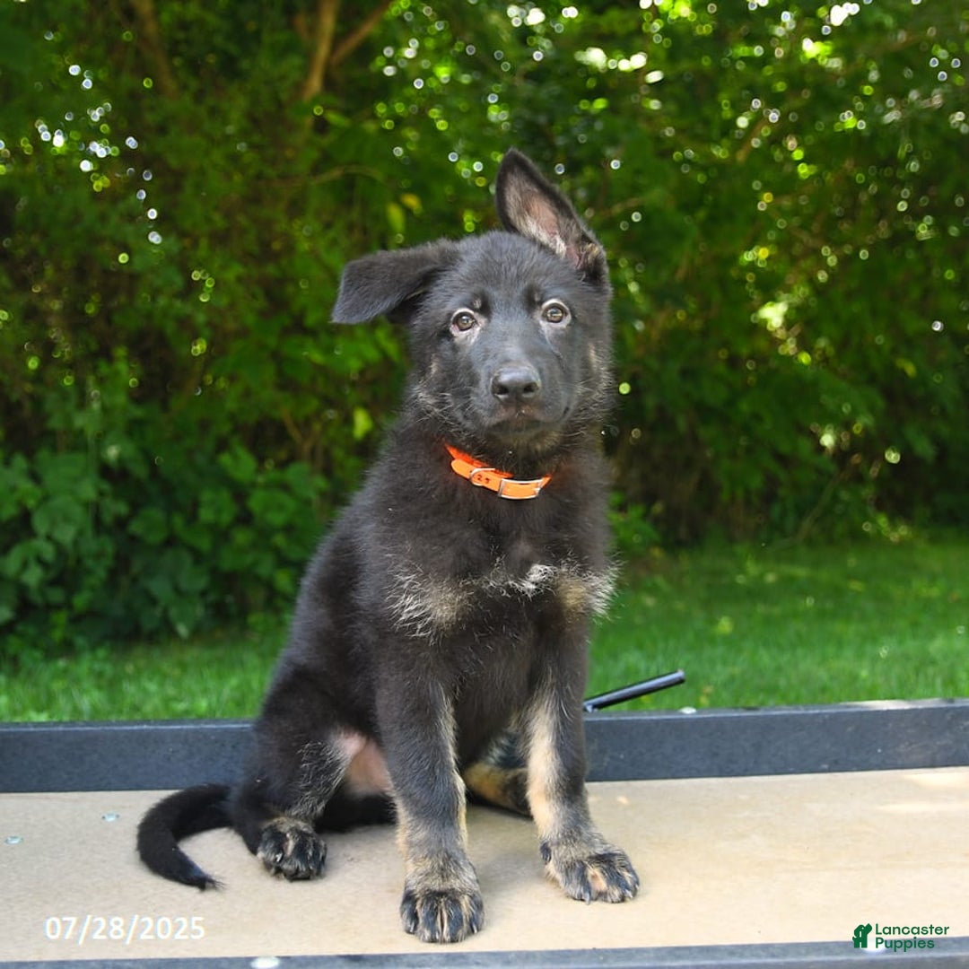 German Shepherd dogs for sale: Jackson - Image 4
