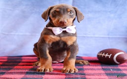 Doberman Pinscher dogs for sale: Daisy - Image 16