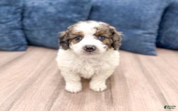 Mini Bernedoodle dogs for sale: Mini Bernedoodle 3 puppies - Image 7