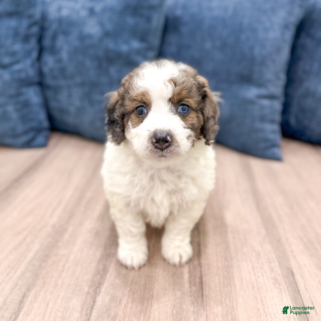Mini Bernedoodle dogs for sale: Mini Bernedoodle 3 puppies - Image 7