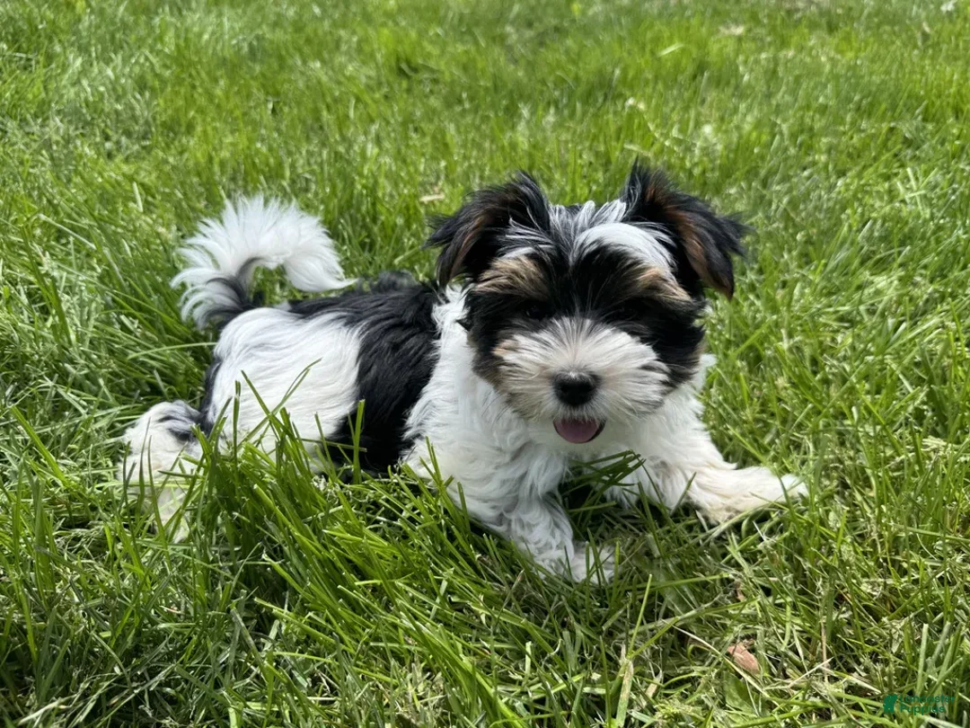 Yorkshire Terrier dogs for sale: Lexi - Image 5