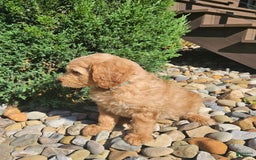 Goldendoodle dogs for sale: B-dog - Image 2