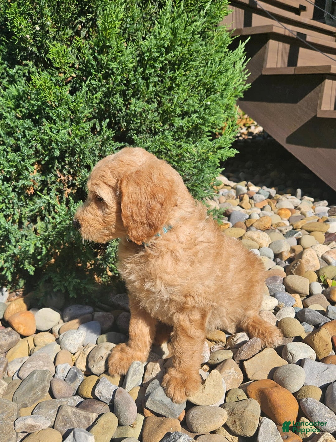 Goldendoodle dogs for sale: B-dog - Image 2