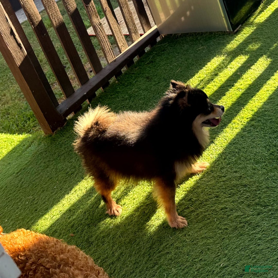 Pomeranian dogs for sale: Annabelle - Image 6