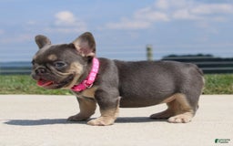 French Bulldog dogs for sale: Pearl - Image 7