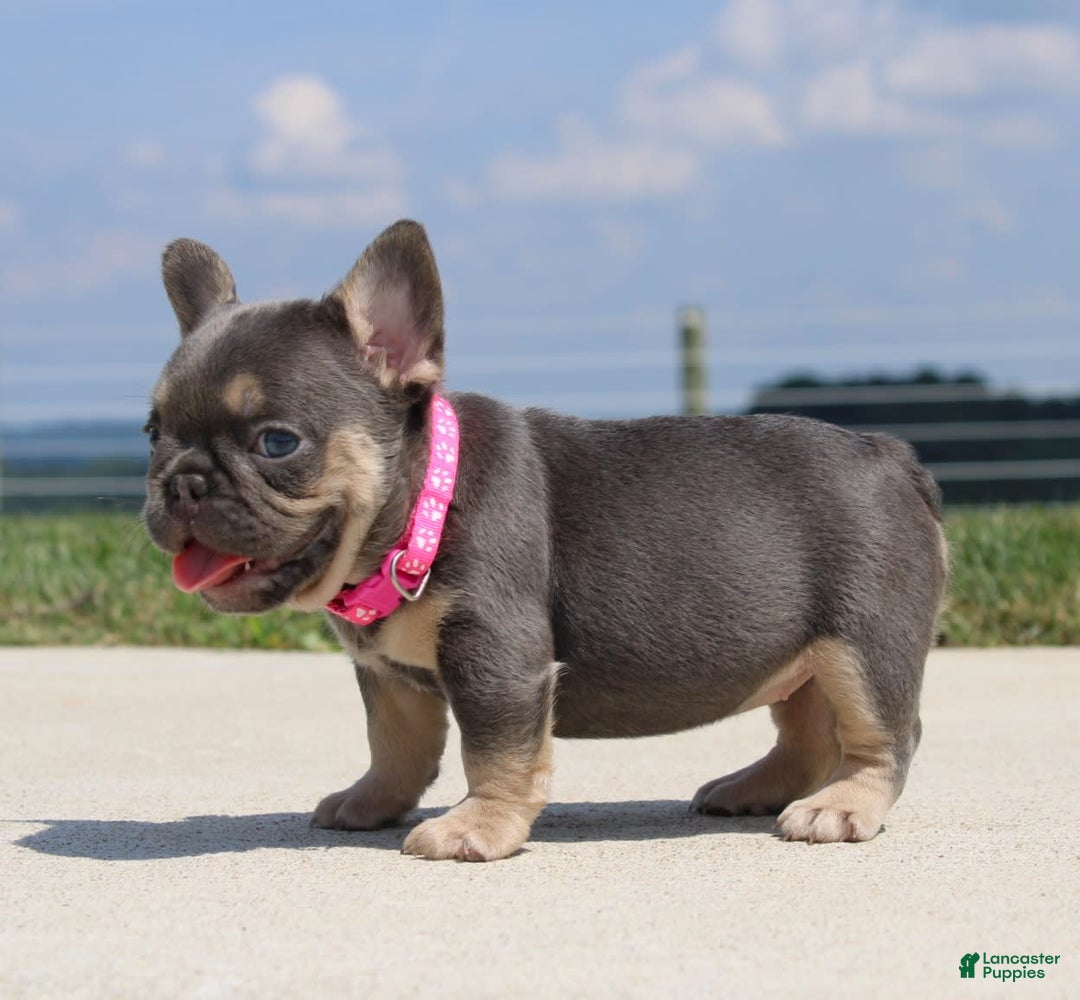 French Bulldog dogs for sale: Pearl - Image 7
