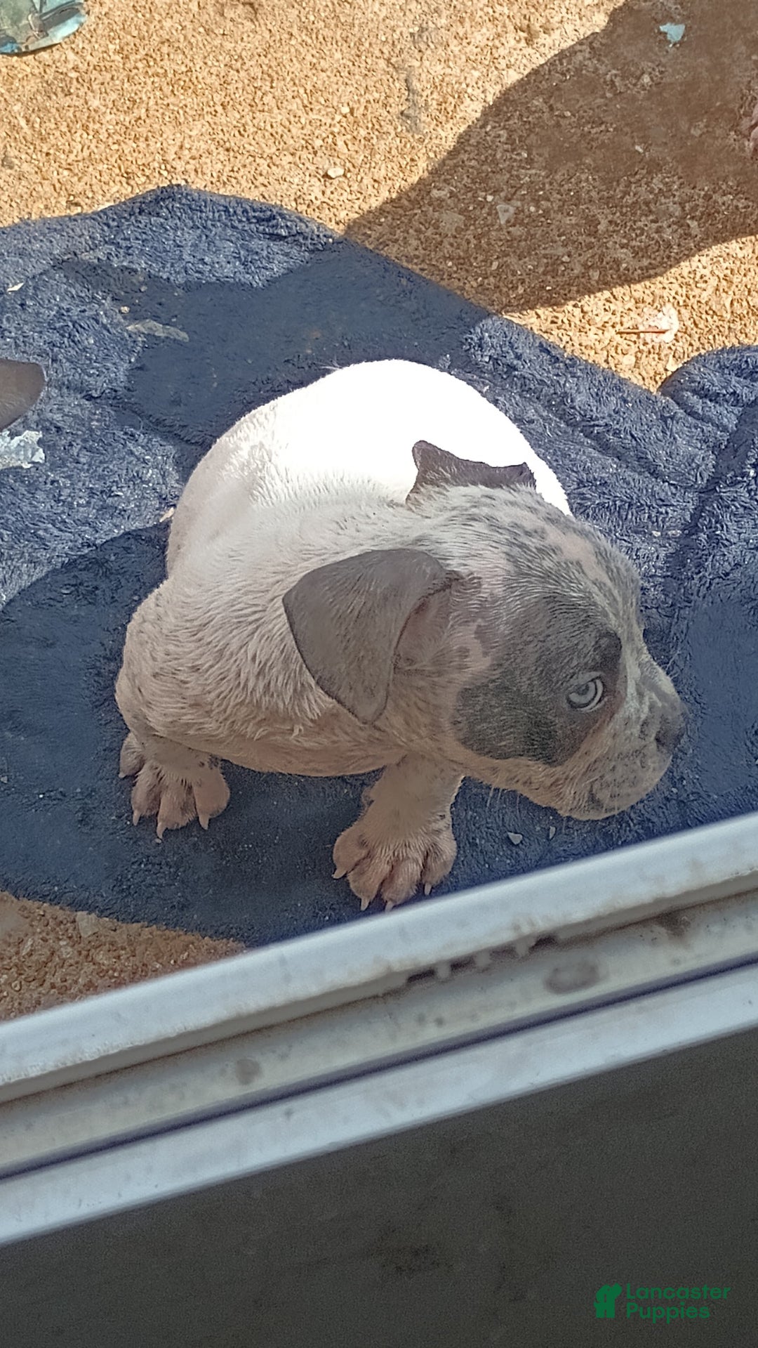 American Bully dogs for sale: Lookout - Image 2