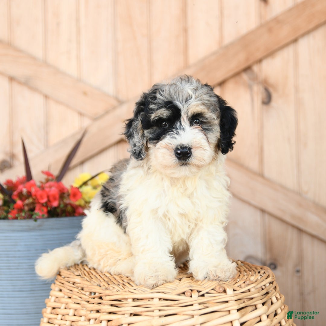 Mini Bernedoodle dogs for sale: Mini Bernedoodle 8 puppies - Image 16
