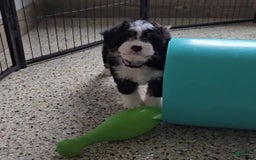 Mini Bernedoodle dogs for sale: Lennon Mini - Image 7