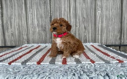 Mini Goldendoodle dogs for sale: Daisy - Image 1