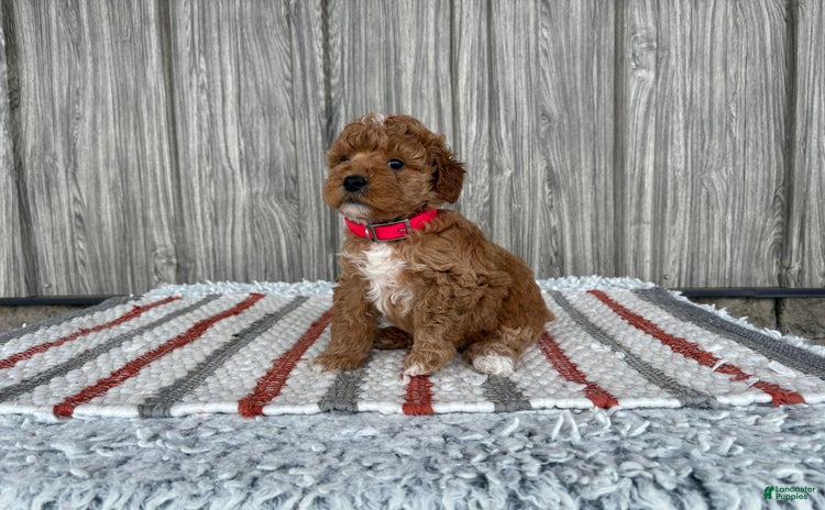 Mini Goldendoodle dogs for sale - Ad 1