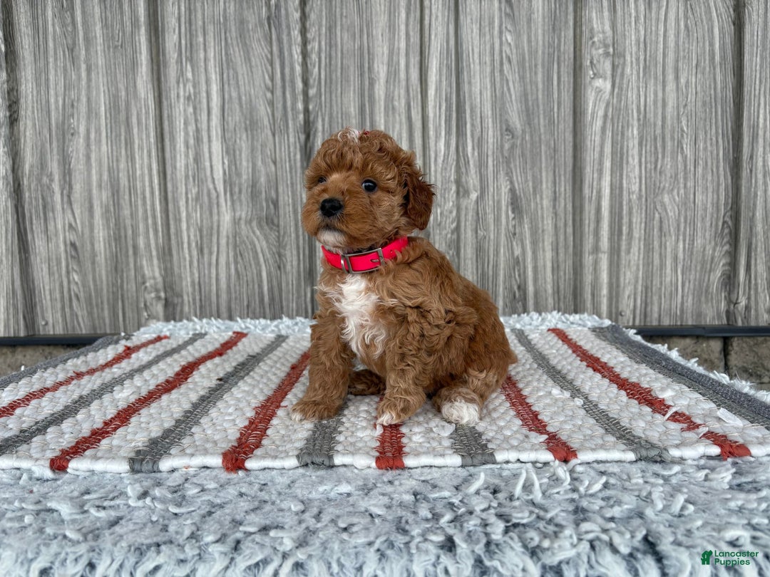 Mini Goldendoodle dogs for sale: Daisy - Image 1