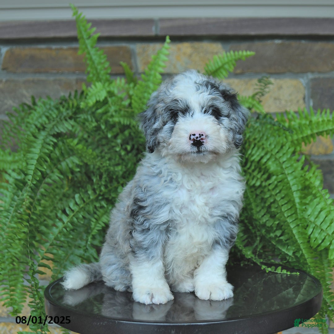 Mini Aussiedoodle dogs for sale: Cody - Image 4