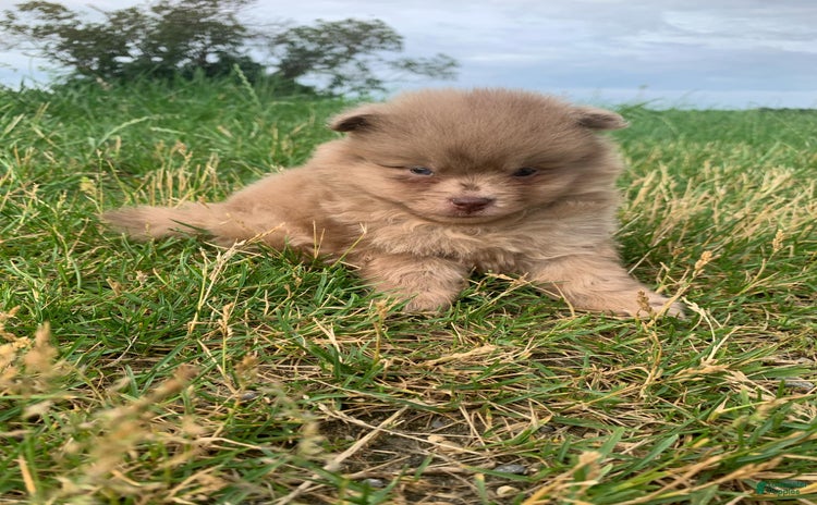 Pomeranian dogs for sale - Ad 4
