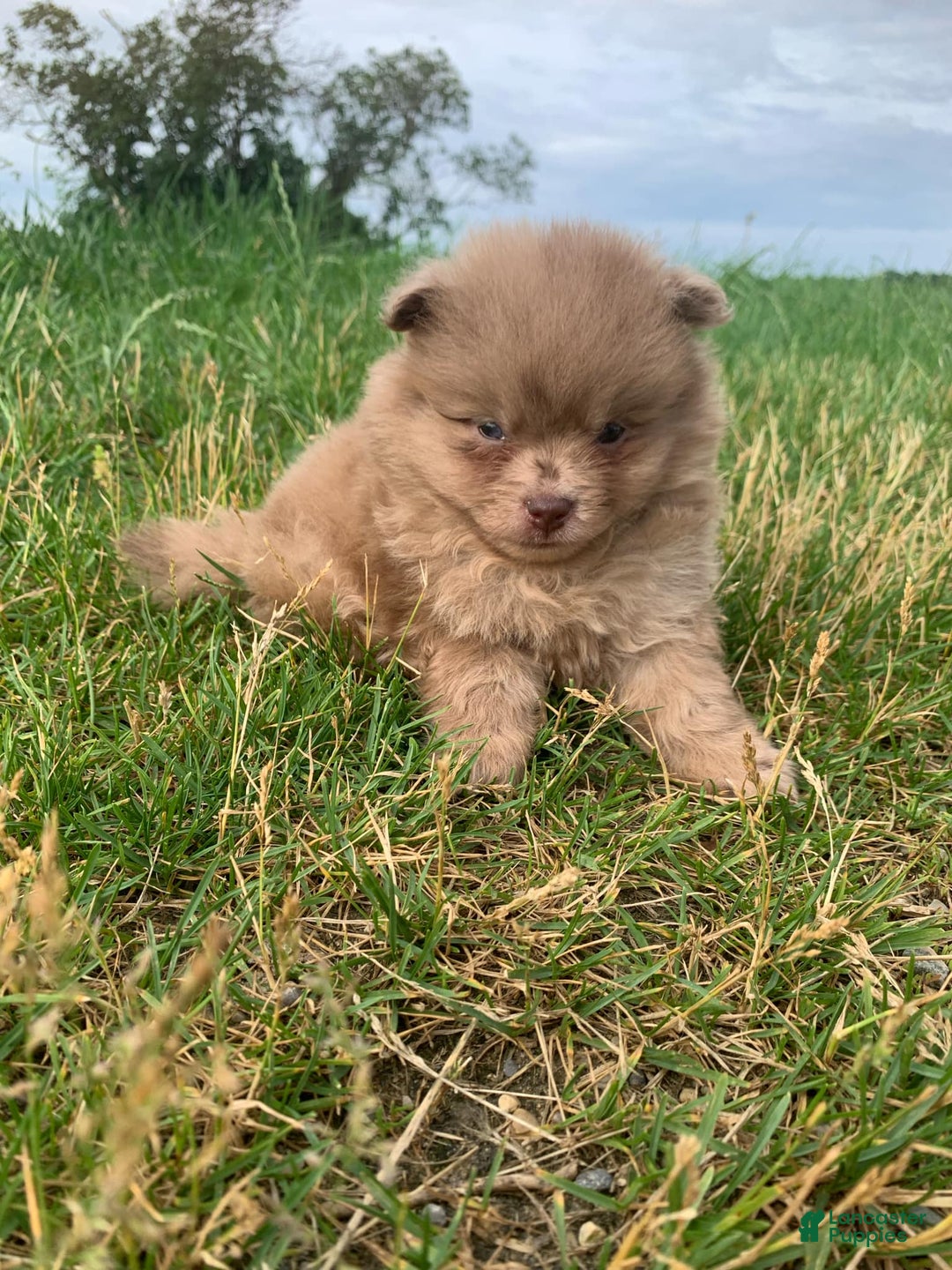 Pomeranian dogs for sale: Merle - Image 1