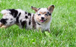 Australian Shepherd dogs for sale: Bella - Image 9
