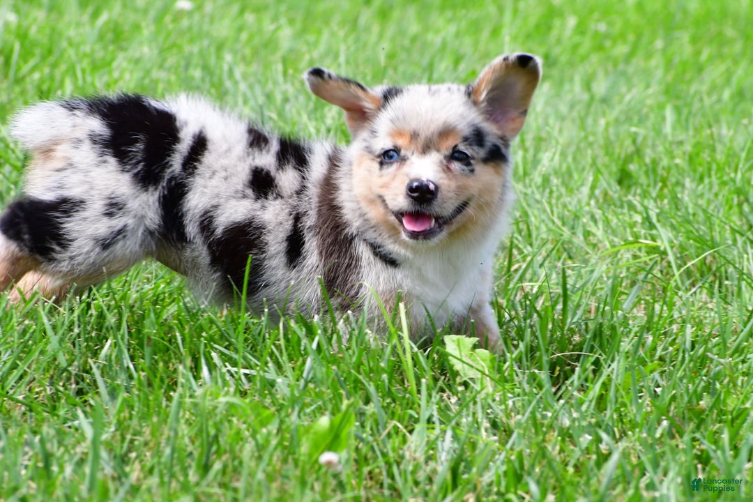 Australian Shepherd dogs for sale: Bella - Image 9