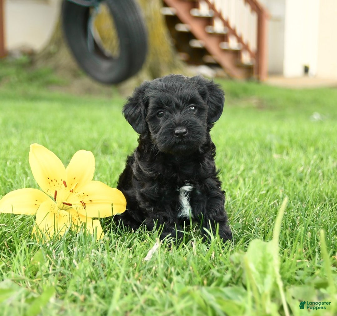 Yorkiepoo dogs for sale: Oake - Image 2