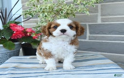 Cavalier King Charles Spaniel dogs for sale: Prince - Image 1