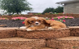 Cavapoo dogs for sale: Walter - Image 6