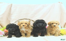 Miniature Poodle dogs for sale: Earl - Image 1