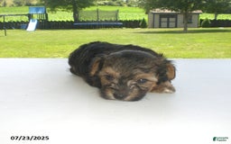 Yorkiepoo dogs for sale: Sammy - Image 6