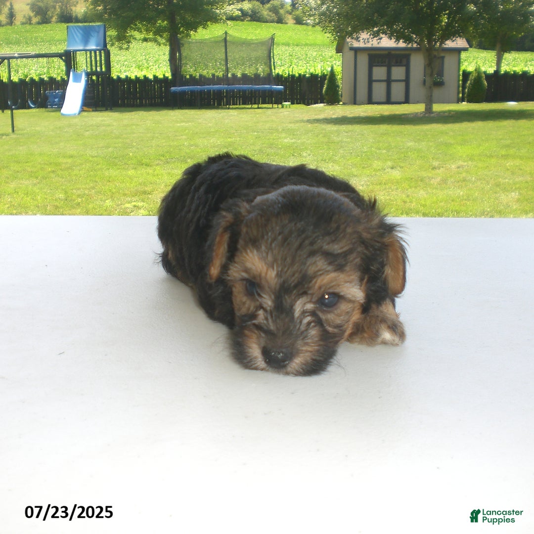 Yorkiepoo dogs for sale: Sammy - Image 6