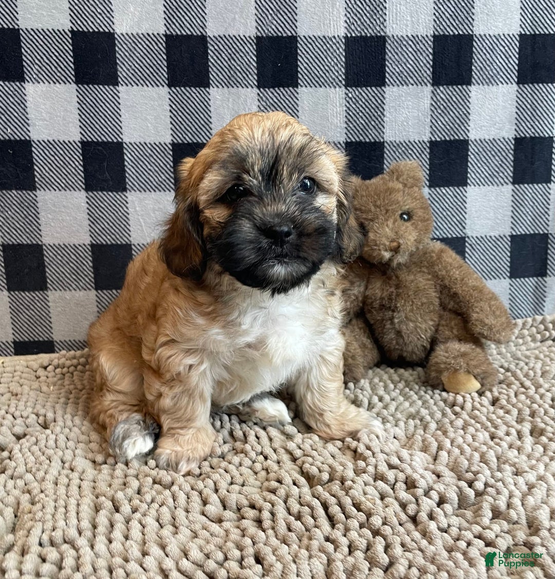 Teddy Bear dogs for sale: Sammy - Image 2