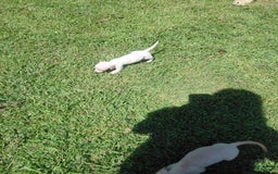 Miniature Dachshund dogs for sale: Dixie - Image 2