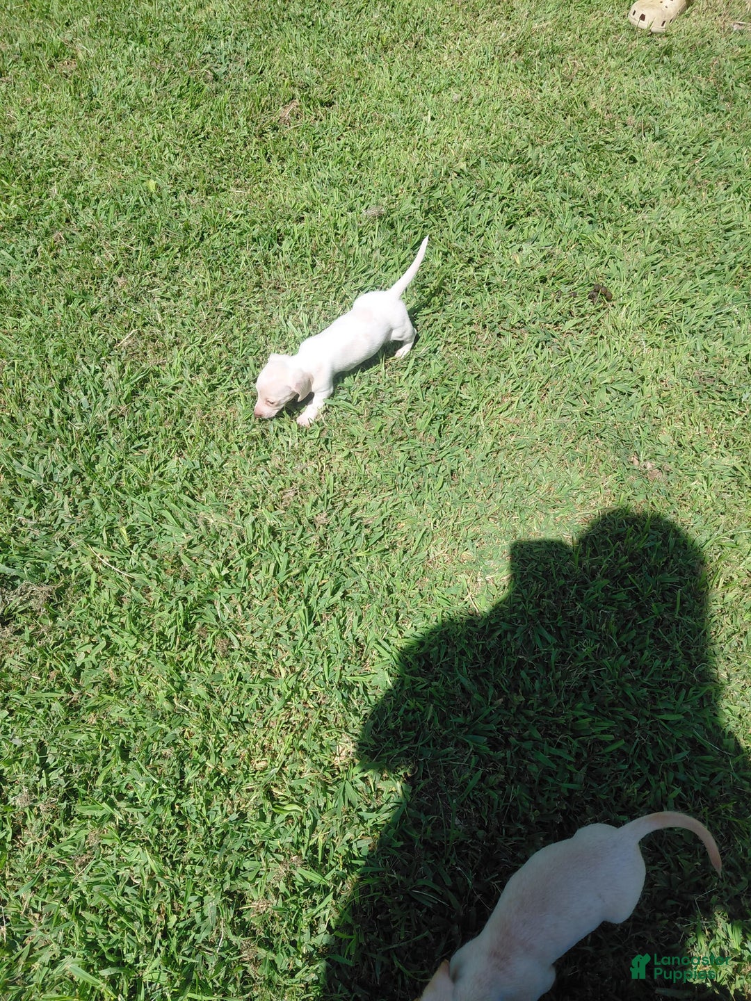 Miniature Dachshund dogs for sale: Dixie - Image 2