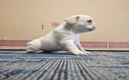 French Bulldog dogs for sale: Bear - Image 2