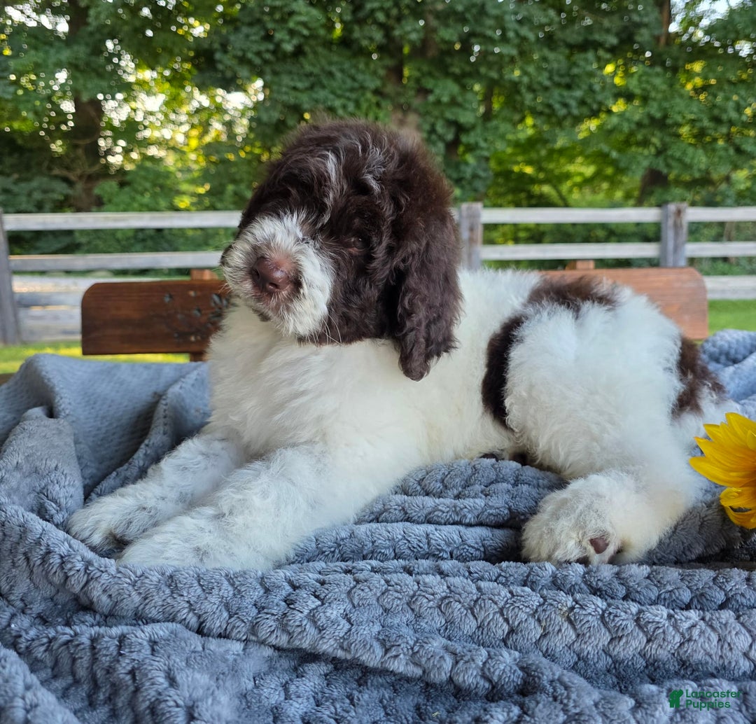 Newfypoo dogs for sale: Bernie - Image 1