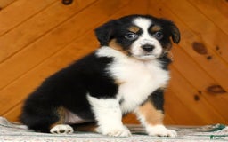 Australian Shepherd dogs for sale: Allie - Image 3