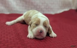 Cockapoo dogs for sale: Rebel - Image 9