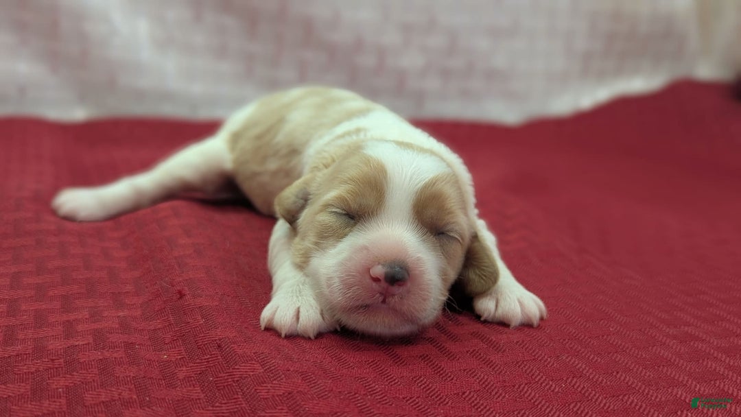 Cockapoo dogs for sale: Rebel - Image 9