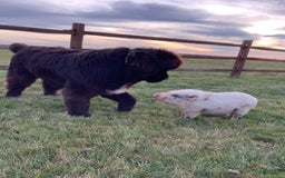 Newfoundland dogs for sale: Dee - Image 2