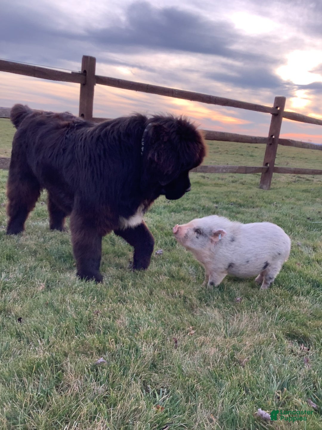 Newfoundland dogs for sale: Dee - Image 2