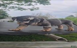 American Bully dogs for sale: Boss - Image 5