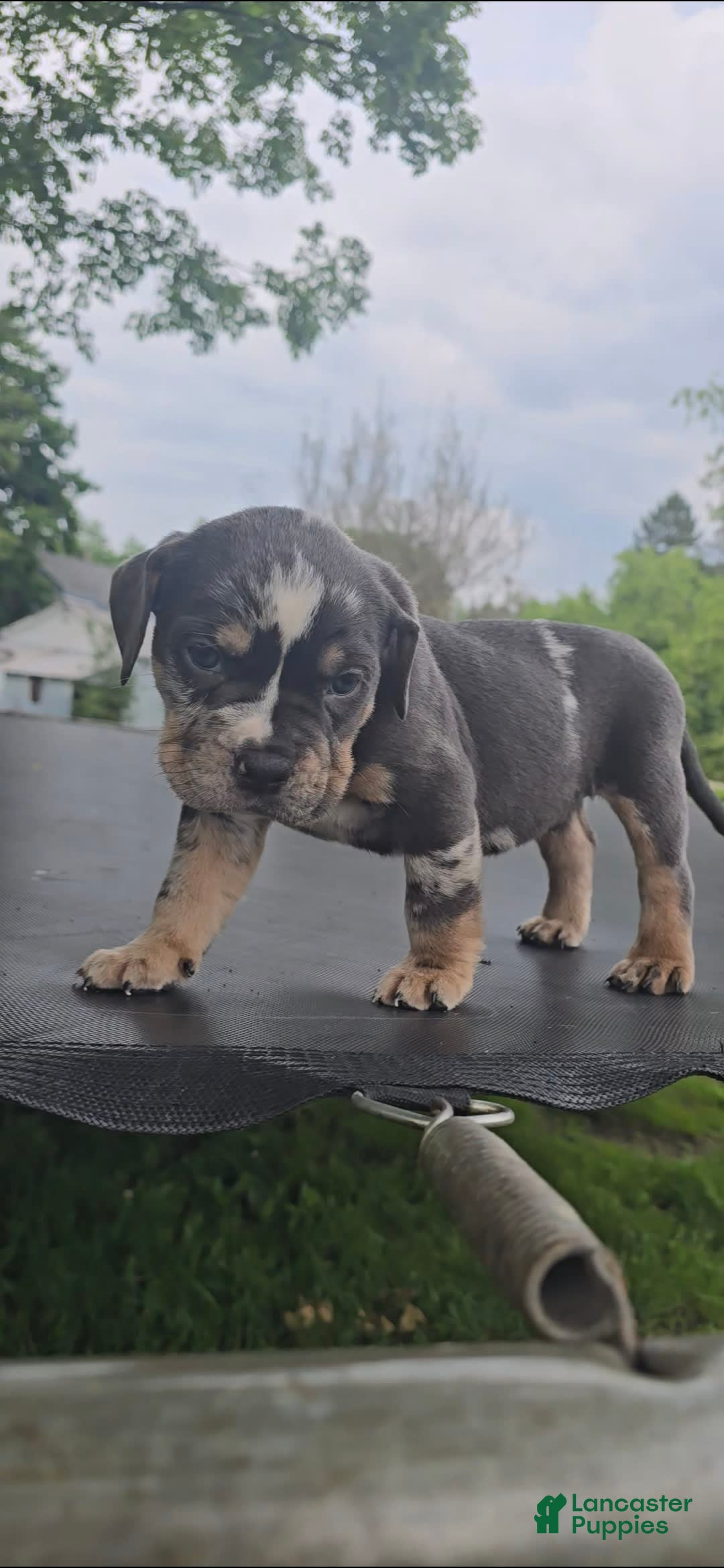 American Bully dogs for sale: Boss - Image 5
