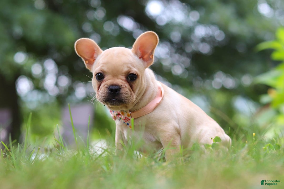 French Bulldog dogs for sale: French Bulldog 5 puppies - Image 12