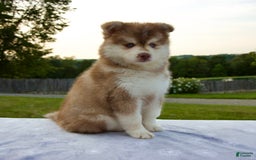 Pomsky dogs for sale: River - Image 9